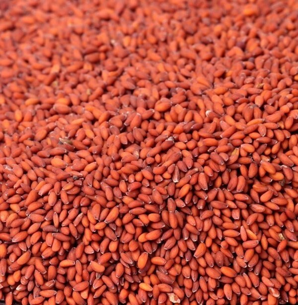 Graines de cresson - cress