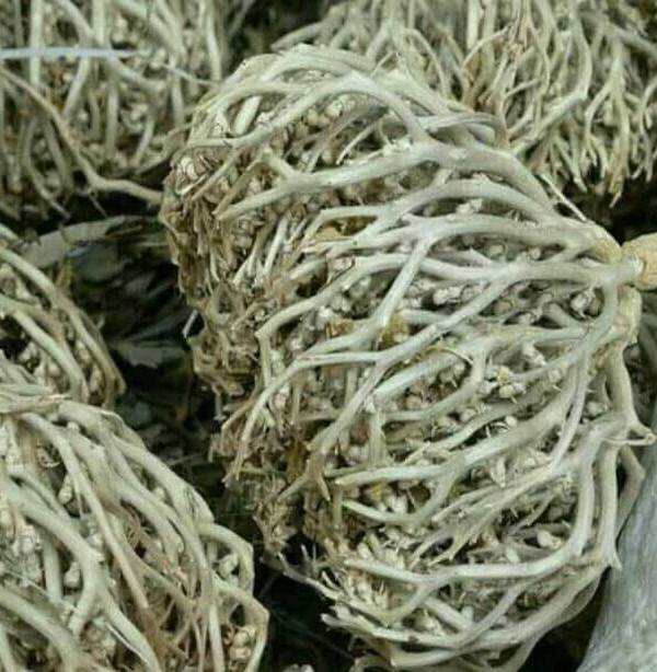 Maryam's palm herb