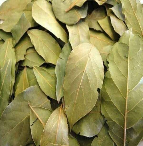 Feuilles de Laurier - The paper of Prophet Moses