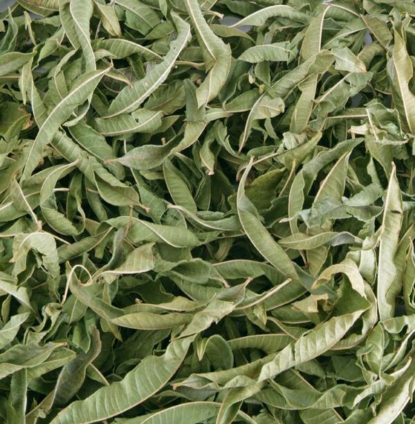 verveine - verbena